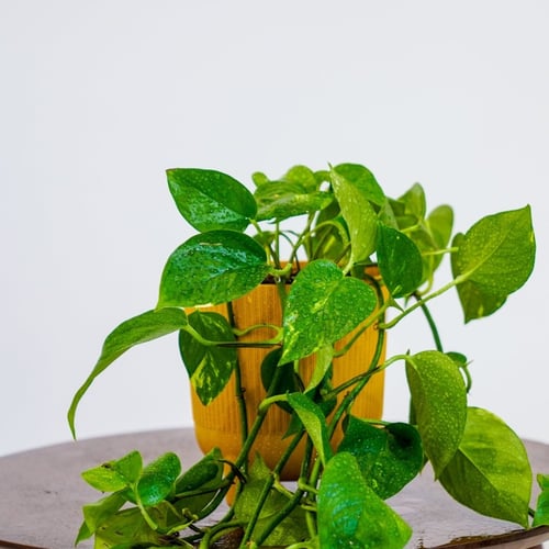 نبتة البوتس هولندي مجهزة في حوض بلاستيك