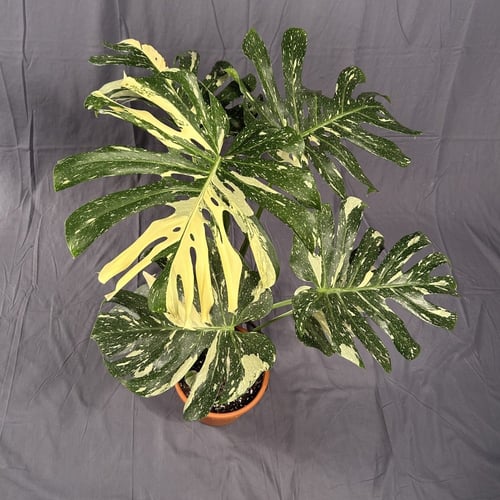 مونستيرا تاي مركن 22