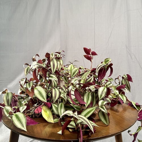 نبتة مكحلة ( زيبرينا علاقي ) مركن 20