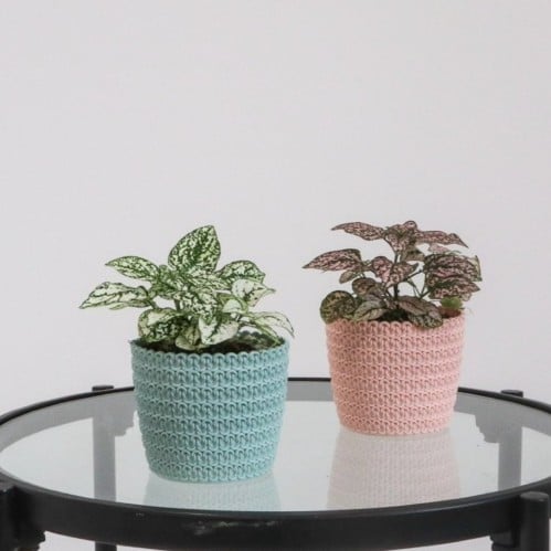 نبتة هيبوستيس مجهزة في حوض بلاستيك