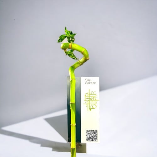 ساق البامبو - توزيعات العيد