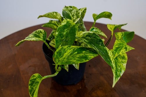 سكندابس مركن 12 هولندي