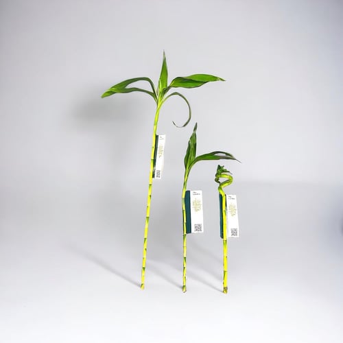 ساق البامبو - توزيعات العيد