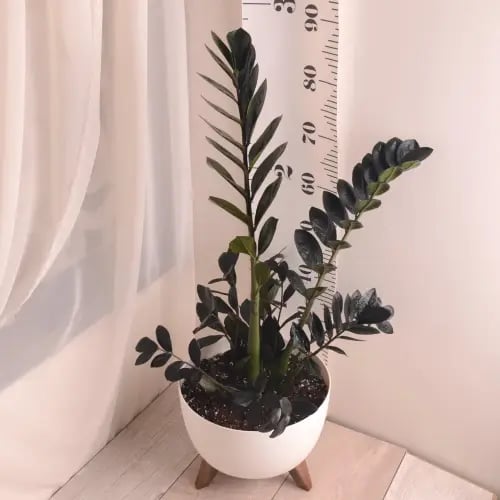 زاميا اسود 14 سم