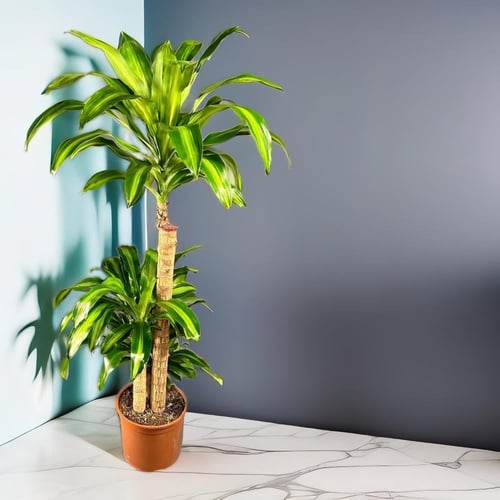 دراسينا ماسنجانا 3 عود مركن 27