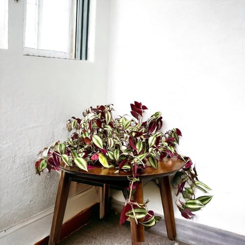 بكج إهداء SKY GARDEN نبتة مكحلة ( زيبرينا علاقي )