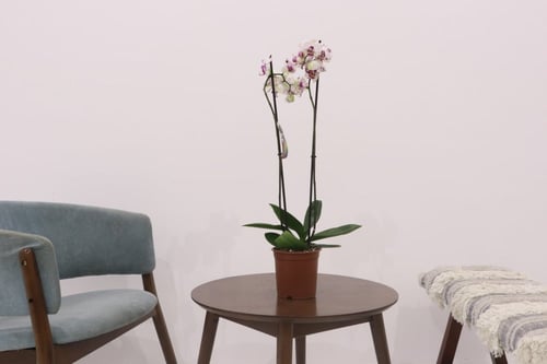 بكج إهداء SKY GARDEN مع نبتة الاوركيد البيضاء المن...