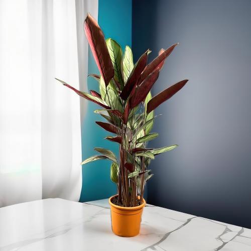 كلاثيا سيتوسا مركن 20