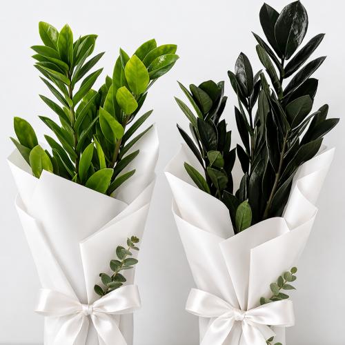 زاميا مع التغليف