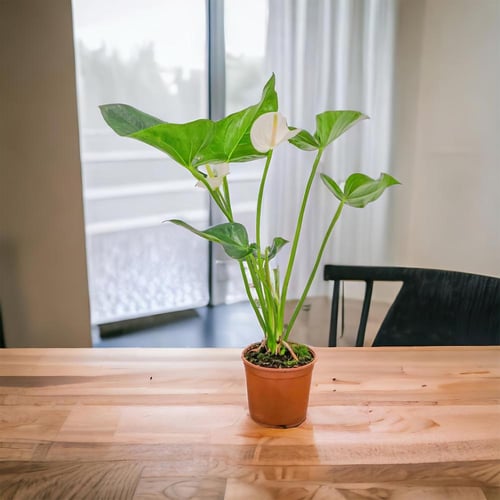 صمم هديتك | انتوريوم ابيض