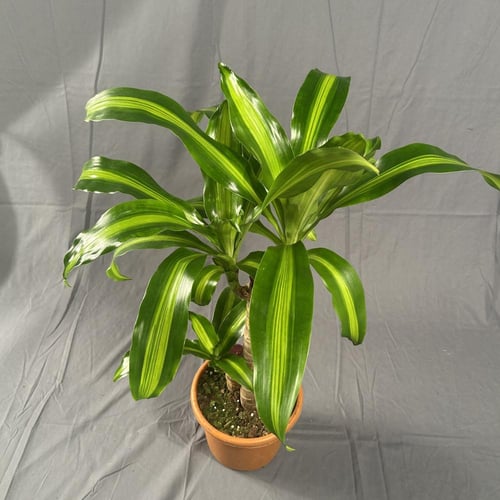 دراسينا ماسنجانا 20-45 4L