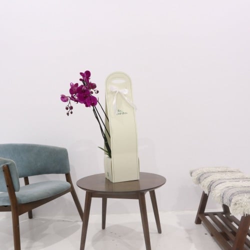 بكج إهداء SKY GARDEN مع نبتة الاوركيد البنفسجية