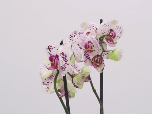 بكج إهداء SKY GARDEN مع نبتة الاوركيد البيضاء المن...