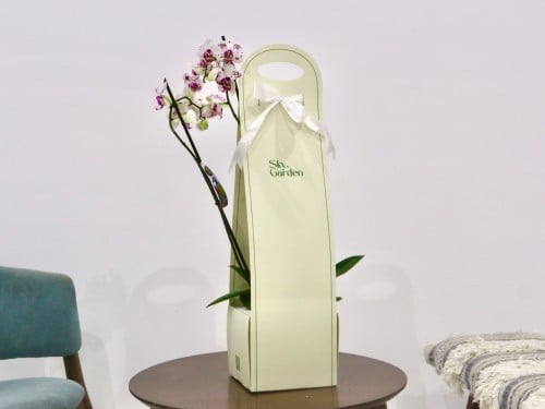 بكج إهداء SKY GARDEN مع نبتة الاوركيد البيضاء المن...