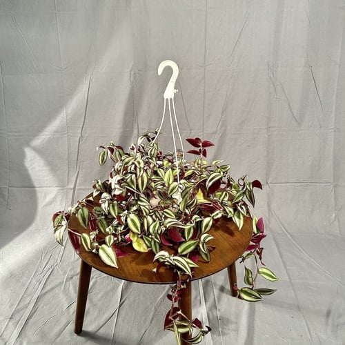 نبتة مكحلة ( زيبرينا علاقي ) مركن 20