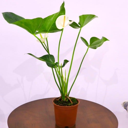 نبتة الانتوريوم الأبيض