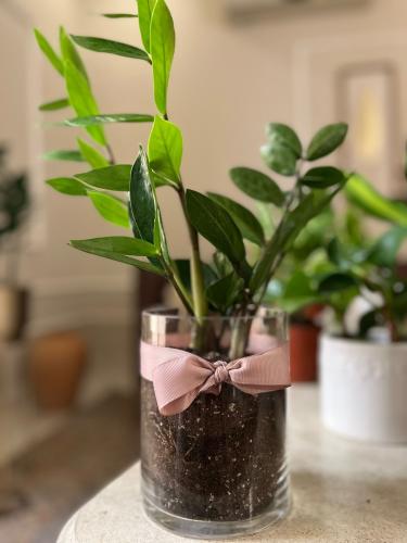 Zamba plant with glass container