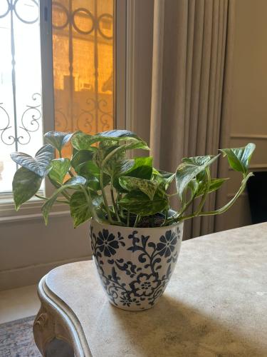 Plant pots with a container