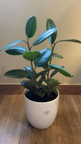 A large ficus roxbusta plant with a clay pot, heig...