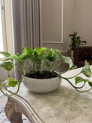Plant pots with a container