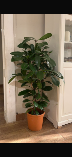 Ficus Castafora plant height 80cm