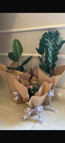 National Day offer Zamiya + Ficus plant + Kalancho...