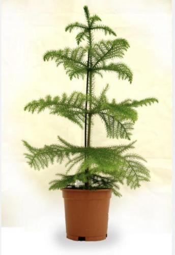 Orkaria plant height 140 cm