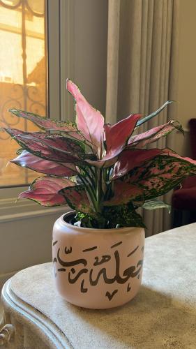 Colorful Ajlounima plant with a container bearing...