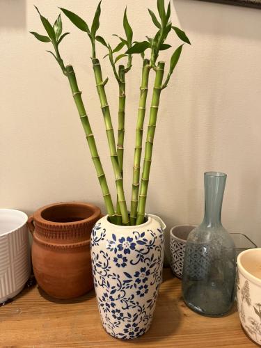 Five branches of bamboo stalk with an elegant cont...
