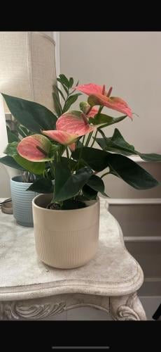 Orchid flowers with clay pot