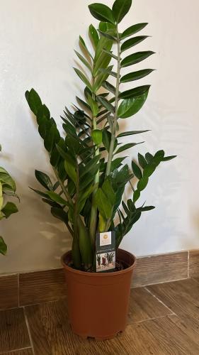 Zamia Large