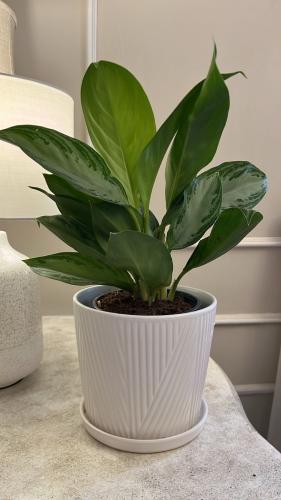 Agnolimena plant, silver, with a container