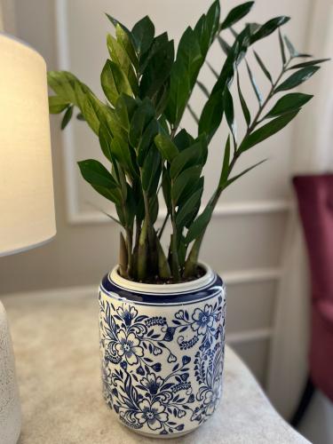 Zamia plant with an elegant container