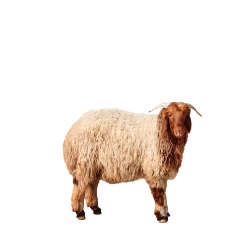 نعيمي هرفي من 18 إلى 22 كيل