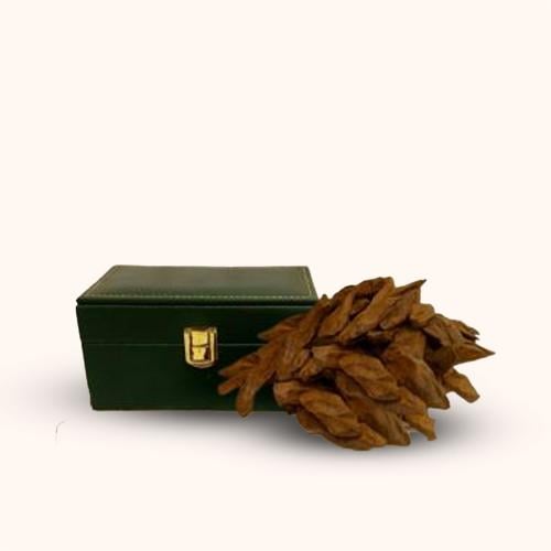 عود طبيعي محسن أصقون A