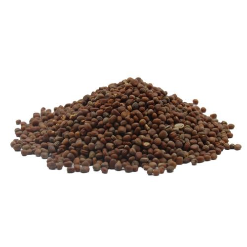 بذور الفجل
