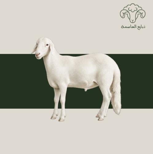 سواكني هرفي مرابى فاخر