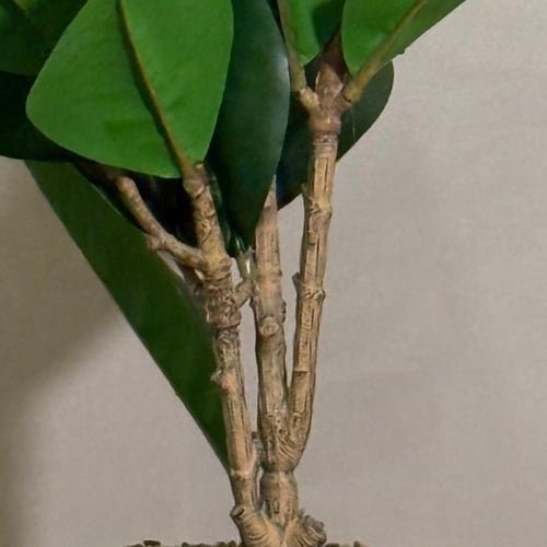 زازينا - zz plant