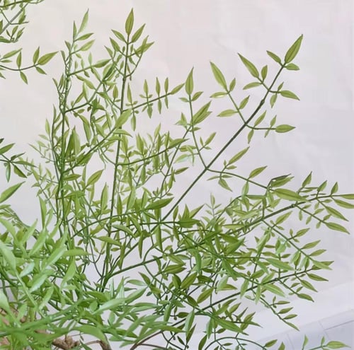 جينيريك كبير