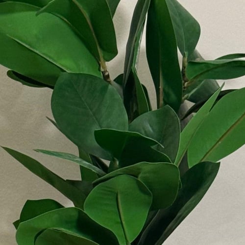 زازينا - zz plant