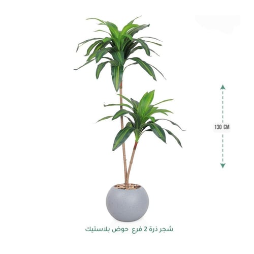 شجرة دراسينا صناعية فاخرة بفرعين مع حوض أنيق متوفر...