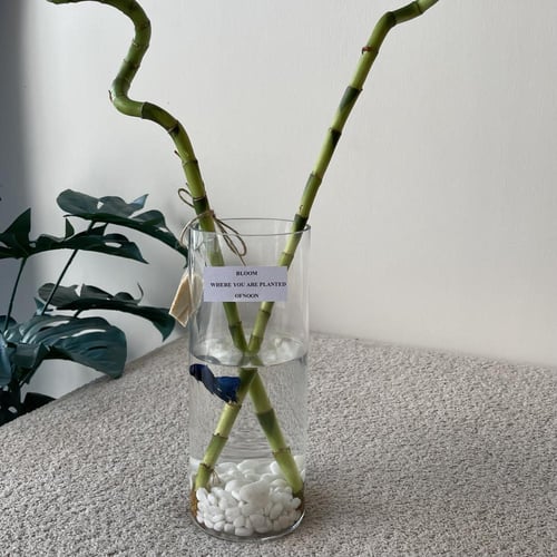 فازة سمك الفايتر مع البامبو