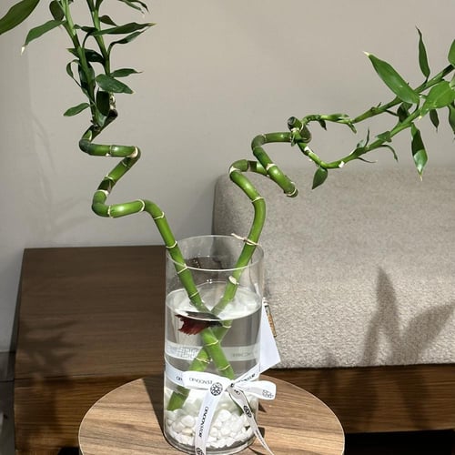 فازة سمك الفايتر مع البامبو