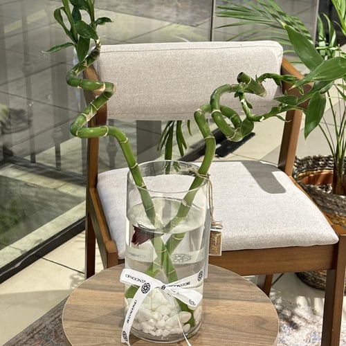 فازة سمك الفايتر مع البامبو