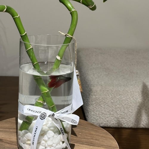 فازة سمك الفايتر مع البامبو