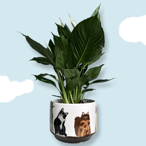 Cats who loves plant