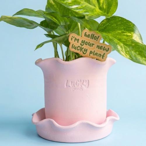 Blush bloom رسمة واحدة فقط (نبتة بوتس)