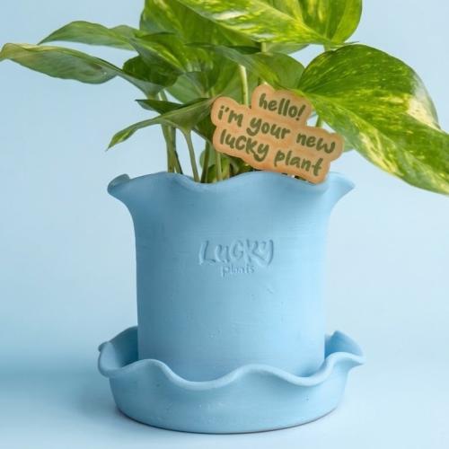 Blue bloom رسمة وحدة فقط (نبتة بوتس)