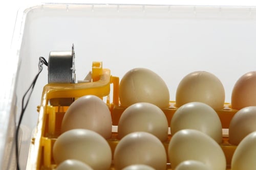 فقاسة 98 بيضة