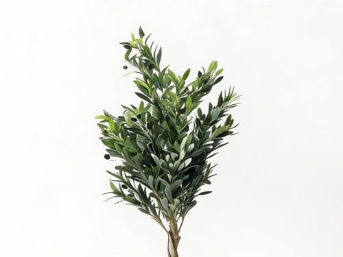 شجر زيتون 120 سم